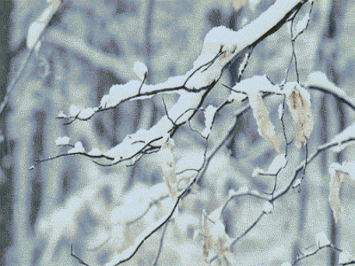 大雪 | 等一場雪來，沐一場冬浴