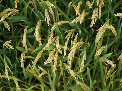 “芒”有所獲，“種”有所得，今日芒種!